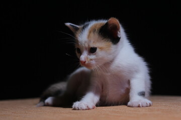 A one month old tricolor domestic kitten photographed on a sofa with studio lighting