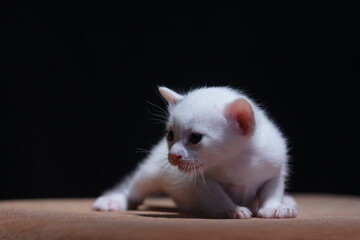 A one month old tricolor domestic kitten photographed on a sofa with studio lighting
