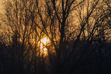 Rising sun behind leafless trees.
