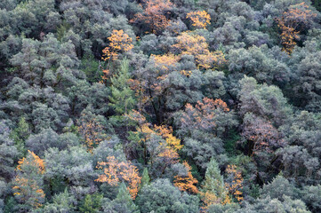Tree tops during autumn in Colfax, California on Steven's Trail