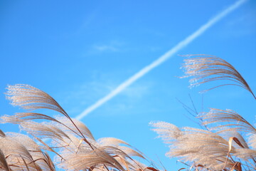 秋空にそよぐススキの穂(東京都_石神井公園)