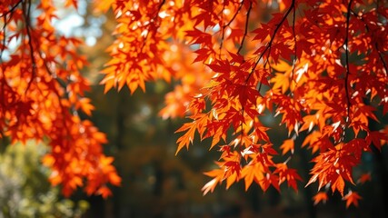 Autumn foliage, a vibrant tapestry of fiery red and orange hues, dances in the gentle breeze, casting long shadows on the forest floor.