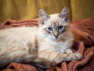 Fototapeta premium Adorable Blue-Eyed Siberian Kitten Resting Calmly