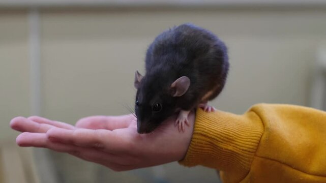 Young boy holding a cute gray pet rat at contact zoo
