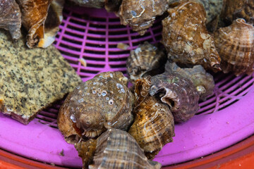 live conches under water on sale