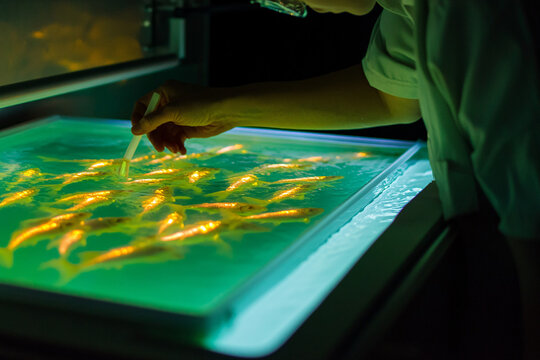 A researcher examining genetically engineered fish in a lab, focusing intently while using a pipette to collect samples from the illuminated tank
