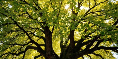 A sun-drenched tree canopy with branches reaching skyward, revealing the dappled light filtering through the leaves, a vibrant green and a testament to nature's beauty.