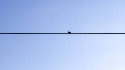 A lone bird perched on a wire against a minimalist blue sky.