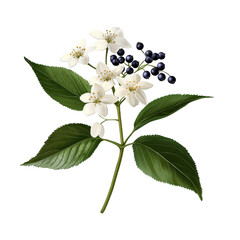 Beautiful white flowers with dark berries. transparent background