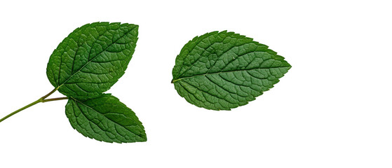 Naklejka premium Fresh green leaves with intricate vein patterns. transparent background