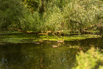 Fototapeta premium Tranquil Lakeshore with Lush Vegetation