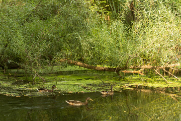 Tranquil Lakeshore with Lush Vegetation