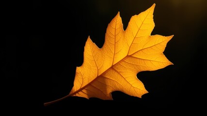 A Single Golden Leaf Silhouetted Against a Dark Background, Backlit with a Soft Glow, Revealing Intricate Veins and Texture