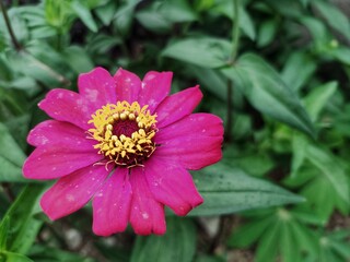 top view of beautiful red flowers blooming around nature.