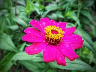 Fototapeta premium top view of beautiful red flowers blooming around nature.