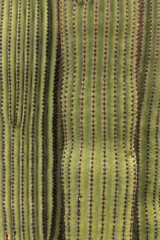 Giant Saguaro Cactus skin and spikes texture close-up 