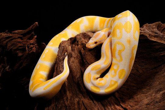Albino-K&ouml;nigspython // albino Ball python (Python regius)