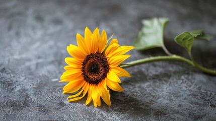 Single sunflower laying on gray surface.