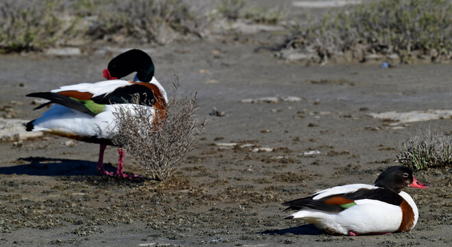 Couple of shelducks // Brandgans - P&auml;rchen  (Tadorna tadorna)
