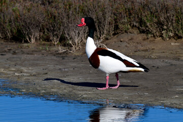 Common shelduck - male // Brandgans - Männchen (Tadorna tadorna)