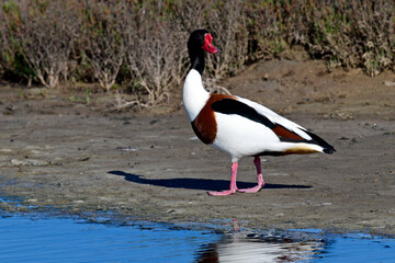 Common shelduck // Brandgans (Tadorna tadorna)