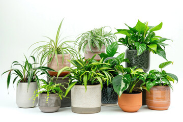Obraz premium Diverse Collection of Indoor Houseplants in Stylish Pots on a White Background for Modern Home Decor and Green Living Inspiration