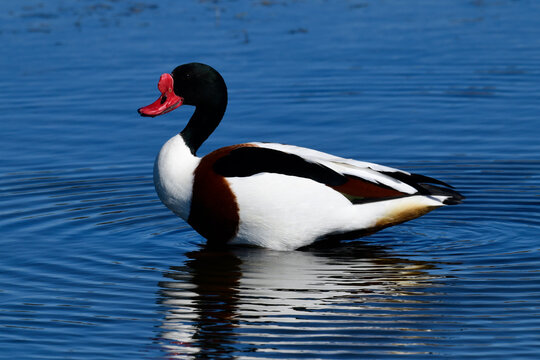 Brandgans - M&auml;nnchen // Common shelduck - male (Tadorna tadorna)