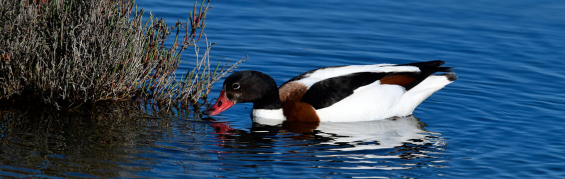 Brandgans - Weibchen // Common shelduck - female (Tadorna tadorna)