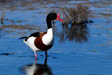 Common shelduck - male // Brandgans - Männchen (Tadorna tadorna)