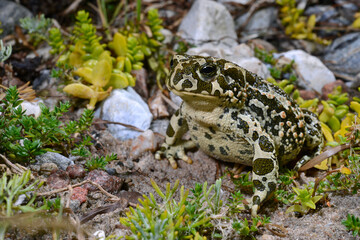 Wechselkröte // European green toad (Bufotes viridis)