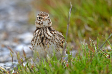 Feldlerche // Eurasian skylark (Alauda arvensis)