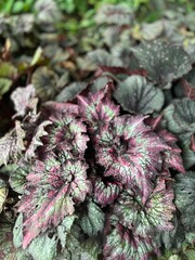 red and green leaves
