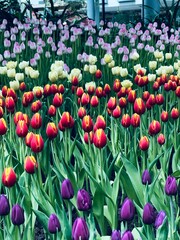 tulips in the garden