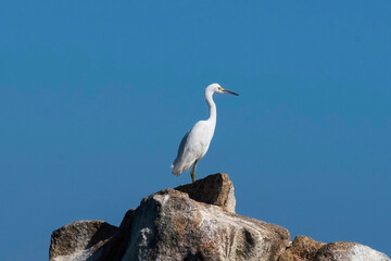 Heron on the rock under blue sky