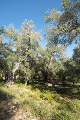 Sunlit olive trees in a natural landscape in Greece A serene view of an olive grove amid lush vegetation and a vibrant blue sky, showing the beauty of the island of Paxos