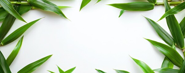 beautiful green plant bamboo frame with tropical foliage and horizontal empty white space text in the midle 