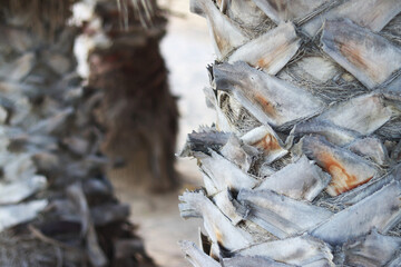Palm tree growing on the beach. Palm tree trunk on blurred background of sand on the beach. Palm...