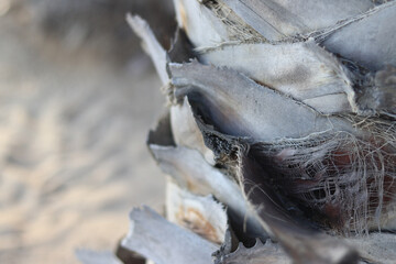 Palm tree growing on the beach. Palm tree trunk on blurred background of sand on the beach. Palm tree bark close-up. Natural background, details. Nature