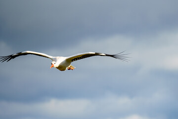 A white stork (Ciconia ciconia) flying in the sky