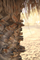 Palm tree growing on the beach. Palm tree trunk on blurred background of sand on the beach. Palm tree bark close-up. Natural background, details. Nature. Dry palm leaves