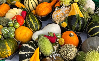 Pumpkins, squash and gourds