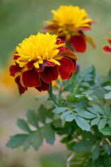 closeup the bunch red yellow marigold flower with bud growing with leaves in the garden soft focus green brown background.