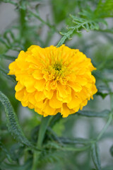 closeup the yellow marigold flower with bud growing with leaves in the garden soft focus green brown background.