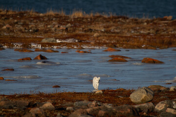 Arctic fox walking on ice during moult season from grey summer fur to winter white coat with a colourful red tundra in the background, Arviat, Nunavut