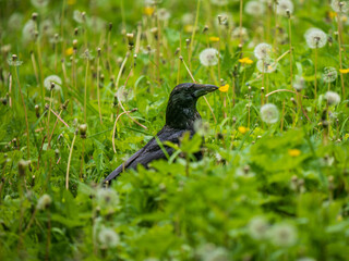 Crow Searching for Food in a Meadow