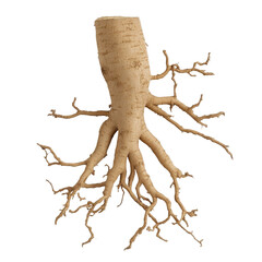 Fototapeta premium Intricate roots showcasing natural beauty. transparent background