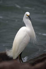 Snowy Egret on the Jetty, Texas Gulf Coast 