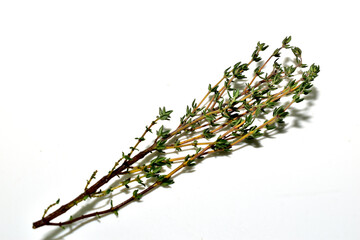 Dried branch of the caraway plant, a spice used in cooking.