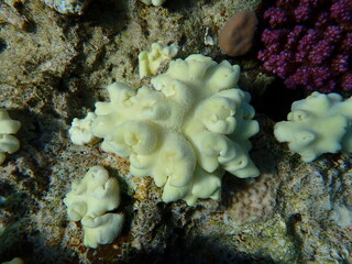 Yellow leather coral Sarcophyton elegans undersea, Red Sea, Egypt, Sharm El Sheikh, Montazah Bay