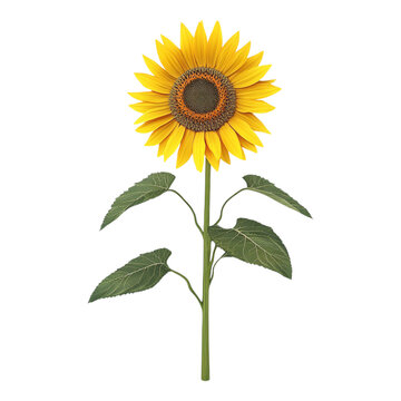 Fototapeta A sunflower isolated against a transparent background, ideal for floral designs, nature themes, or botanical content.